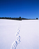 Snowshoe Tracks In Snow.Jura Mountains. Franche Comt