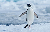 Ein Adelie-Pinguin landet auf dem Eis, nachdem er in der Antarktis aus dem nahen Wasser gesprungen ist.