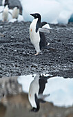 Ein Adeliepinguin spaziert am Ufer entlang und wirft ein Spiegelbild ins Wasser bei Brown Bluff, Antarktis.