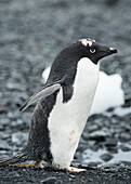 An Adelie penguin stands along the shoreline at Brown Bluff, Antarctica in the late stages of molting, with visible feathers on the top of its head.