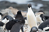 Ein Adeliepinguin spaziert zwischen anderen nistenden Pinguinen in der Kolonie auf Brown Bluff, Antarktis.