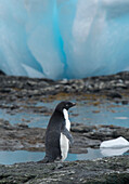 Ein Adeliepinguin spaziert zwischen blauen Eisbrocken entlang der felsigen Küstenlinie am Brown Bluff, Antarktis.