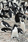 Adelie penguin colony at Brown Bluff, Antarctica.