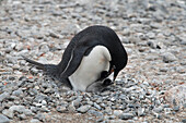 Ein Adelie-Pinguin füttert sein Pinguin-Küken in der Pinguin-Kolonie auf Brown Bluff, Antarktis.