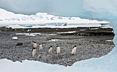 Eine Gruppe von Adeliepinguinen läuft entlang der felsigen Küste bei Brown Bluff, Antarktis.