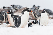Schnee fällt auf eine Eselspinguin-Kolonie auf Ronge Island in der Antarktis.
