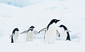 A group of Adelie penguins walk along the top of an iceberg in Antarctica.