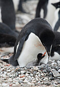 Ein Adeliepinguin füttert sein Pinguinküken in der Pinguinkolonie auf Brown Bluff, Antarktis.