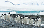 Groups of Adelie penguins walk along the shoreline at Brown Bluff, Antarctica.