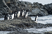Eine Gruppe von Adeliepinguinen macht sich auf den Weg zum Meer bei Brown Bluff, Antarktis.