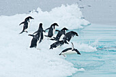 Eine Gruppe von Adeliepinguinen taucht von einem Eisberg in der Antarktis ins Meer.