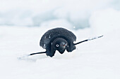 Snow falls on top of an Adelie penguin as it slides along the top of an iceberg on its belly, also known as tobogganing.