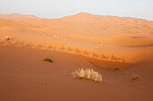 Der Schatten eines Zuges von Kamelen und Menschen ist in einer Sanddünenlandschaft zu sehen; Erg Chebbi , Sahara Wüste , Marokko