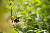 A helliconias longwing butterfly rests on a flowering plant in Casa Orquideas.; Costa Rica