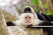 In Manuel Antonio National Park, a white-faced capuchin monkey rests on a tree while its baby sleeps on its back.; Manuel Antonio National Park, Costa Rica