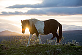 An Icelandic horse stands in a field as the sun sets.; Gljasteinn, Iceland
