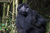 An adult mountain gorilla, Gorilla gorilla beringei, rests in the forest.; Parc des Volcans, Rwanda