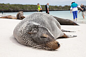 A sea lion sleeps on the beach as tourists explore nearby.; Pacific Ocean, Galapagos Islands, Ecuador