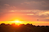 Ein silhouettierter Vogel im Flug über einer felsigen Küste bei Sonnenuntergang; Pazifischer Ozean, Galapagos-Inseln, Ecuador