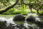 Two giant Galapagos tortoises resting in mud and water under a tree.; Galapagos Islands, Ecuador