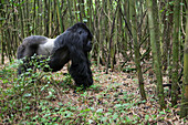 A male silverback mountain gorilla, Gorilla gorilla beringei, on all four legs in a bamboo forest.; Parc des Volcans, Rwanda