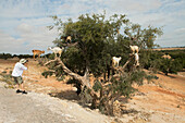 Der in Marokko beheimatete Arganbaum produziert Kerne, aus denen die Menschen das reiche und begehrte Arganöl gewinnen. Ein Tourist fotografiert die Szene mit den Ziegen, die bekanntlich auf die Bäume klettern, um die Kerne zu fressen; Essaouira, Marokko