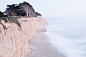 Sea cliffs and cypress grove along the coastal beach; Davenport, Santa Cruz, California, United States of America