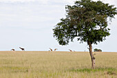Several giraffes on the savanna's horizon; some grazing.; Murchison Falls National Park, Uganda