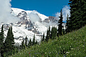 Wildflowers and trees cover the landscape that surrounds Mount Rainier.; Mount Rainier National Park, Washington