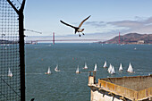 Ein Vogel fliegt über dem Bundesgefängnis Alcatraz. Blick auf die Golden Gate Bridge und Segelboote; Alcatraz Federal Penitentiary, Alcatraz Island, San Francisco Bay, Kalifornien