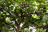 A large shady tree on Isla Coiba Island.; Isla Coiba National Park, Panama