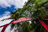 The sign for the Damoiseau Distillery with tropical trees in Le Moule on Grande-Terre; Guadeloupe, French West Indies