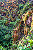 Bunte, tropische Vegetation an den Hängen von La Grande Soufriere, einem aktiven Stratovulkan auf Basse-Terre; Guadeloupe, Französisch-Westindien