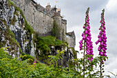 Bunte Fingerhutblüten (Digitalis) stehen hoch auf dem Gelände von Duart Castle auf der Isle of Mull, Schottland; Isle of Mull, Schottland