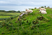 Schafe (Ovis aries) ruhen auf einer Weide mit Blick auf den Hafen auf der Isle of Eigg, Schottland; Isle of Eigg, Schottland