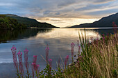 Rosebay Willowherb (Chamaenerion angustifolium) is illuminated by the sunrise over the lake, Loch Ness, Scotland; Fort Augustus, Scotland