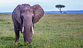 Portrait eines erwachsenen Elefanten (Loxodonta) beim Grasen auf einem Feld in der Savanne; Maasai Mara National Park, Kenia, Afrika