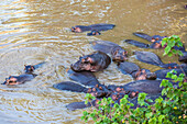 A bloat of hippos (Hippopotamus amphibius) cooling off in the water close to shore in the Maasai Mara National Park, Kenya, Africa
