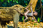 An olive baboon (Papio anubis) stands in the jungle with with her infant baboon hanging from a vine branch beside her; Gombe Stream National Park, Tanzania