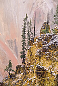 Lodgepole-Kiefern (Pinus contorta) und frischer Schnee auf den Canyon-Felsen im Grand Canyon of the Yellowstone im Yellowstone National Park; Wyoming, Vereinigte Staaten von Amerika
