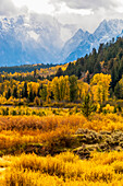 Golden fall colors of the cottonwoods and aspen tress along Pacific Creek in Yellowstone National Park with the blue, snow capped mountains of the Teton Range in Grand Teton National Park; Wyoming, United States of America