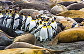 King penguins (Aptenodytes patagonicus) determinedly weave their way through a maze of Southern elephant seals (Mirounga leonina) resting on a sandy beach; South Georgia Island, Antarctica