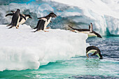 A group of adelie penguins jump from ice into the ocean.