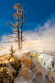 Atemberaubende Mineralablagerungen aus thermischen Abflusskanälen bei Mammoth Hot Springs unter abgestorbenen Lodgepole-Kiefern, die wegen ihrer weißen Rückstände auch Bobby-Sox-Bäume genannt werden; Yellowstone Natural Park, Wyoming, Vereinigte Staaten von Amerika