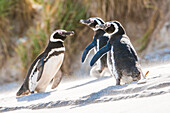 Three magellanic penguins (Spheniscus magellanicus) slipping and playing while walking up a sandy slope; Falkland Islands, Antarctica