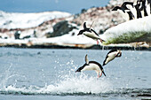 Adelie penguins (Pygoscelie adeliae) jumping off an iceberg into the Southern Ocean; Antarctica
