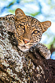 A leopard, Panthera pardus, resting on the branch of a tree.