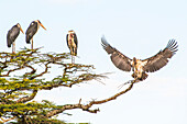 Marabu-Störche (Leptoptilos crumeniferus) auf einer Baumkrone stehend, ein Storch streckt seine Flügel aus im Serengeti-Nationalpark; Tansania