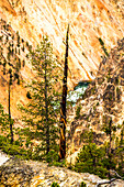 Lodgepole-Kiefern (Pinus contorta) am Rande der Klippen mit dem Yellowstone River, der durch die Schlucht fließt, im Grand Canyon of the Yellowstone im Yellowstone National Park; Wyoming, Vereinigte Staaten von Amerika