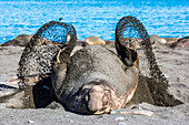 Southern elephant seal bull (Mirounga leonina) lying on his back on the beach flipping sand over his body to keep cool in the sunshine; South Georgia Island, Antarctica